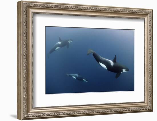 Three Killer Whales - Orcas (Orcinus Orca) Underwater, Kristiansund, Nordm?re, Norway, February-Aukan-Framed Photographic Print