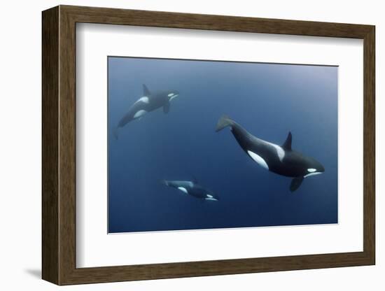 Three Killer Whales - Orcas (Orcinus Orca) Underwater, Kristiansund, Nordm?re, Norway, February-Aukan-Framed Photographic Print