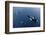 Three Killer Whales - Orcas (Orcinus Orca) Underwater, Kristiansund, Nordm?re, Norway, February-Aukan-Framed Photographic Print