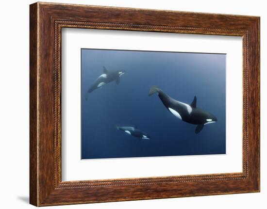 Three Killer Whales - Orcas (Orcinus Orca) Underwater, Kristiansund, Nordm?re, Norway, February-Aukan-Framed Photographic Print