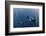 Three Killer Whales - Orcas (Orcinus Orca) Underwater, Kristiansund, Nordm?re, Norway, February-Aukan-Framed Photographic Print