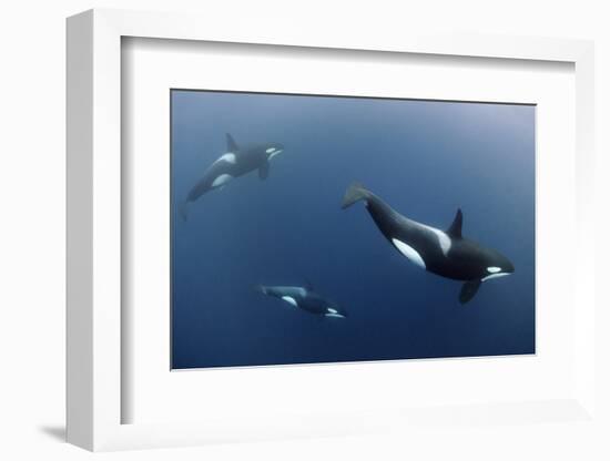 Three Killer Whales - Orcas (Orcinus Orca) Underwater, Kristiansund, Nordm?re, Norway, February-Aukan-Framed Photographic Print