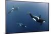 Three Killer Whales - Orcas (Orcinus Orca) Underwater, Kristiansund, Nordm?re, Norway, February-Aukan-Mounted Photographic Print