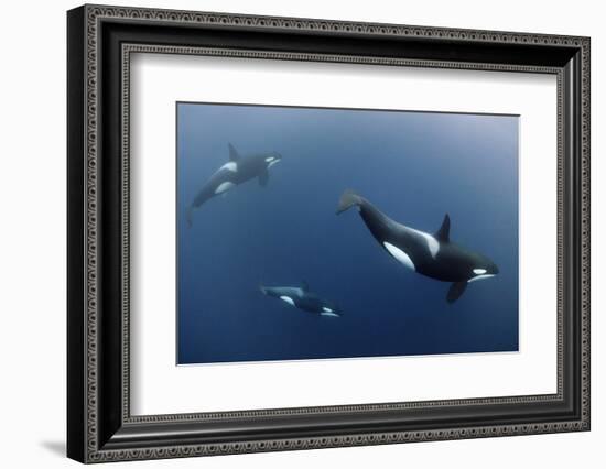 Three Killer Whales - Orcas (Orcinus Orca) Underwater, Kristiansund, Nordm?re, Norway, February-Aukan-Framed Photographic Print