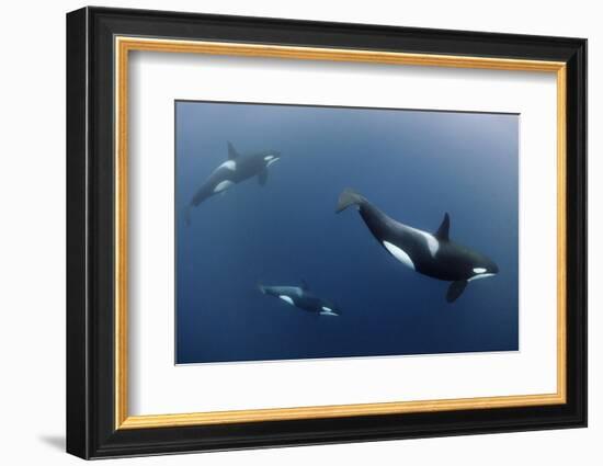 Three Killer Whales - Orcas (Orcinus Orca) Underwater, Kristiansund, Nordm?re, Norway, February-Aukan-Framed Photographic Print