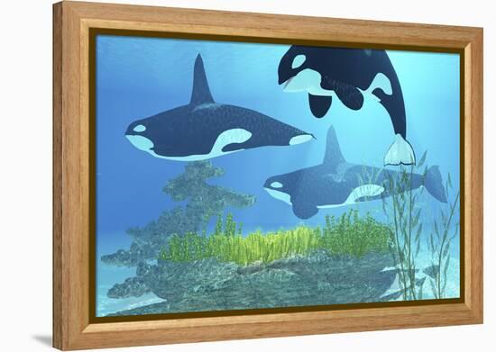 Three Killer Whales Pass over a Reef on a Journey to Find their Next Prey-Stocktrek Images-Framed Stretched Canvas