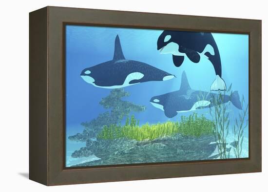 Three Killer Whales Pass over a Reef on a Journey to Find their Next Prey-Stocktrek Images-Framed Stretched Canvas