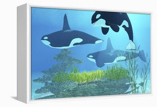 Three Killer Whales Pass over a Reef on a Journey to Find their Next Prey-Stocktrek Images-Framed Stretched Canvas