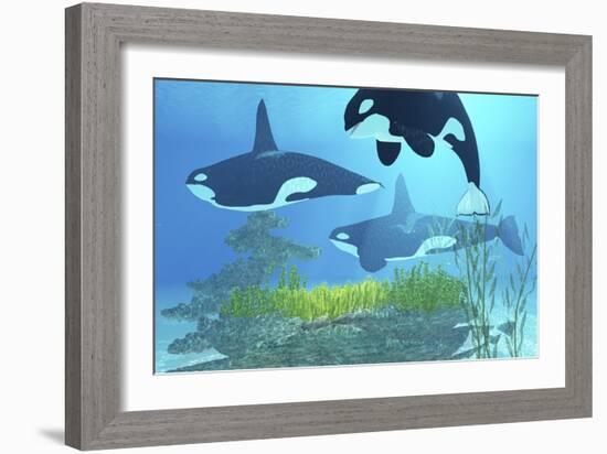 Three Killer Whales Pass over a Reef on a Journey to Find their Next Prey-Stocktrek Images-Framed Art Print