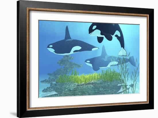 Three Killer Whales Pass over a Reef on a Journey to Find their Next Prey-Stocktrek Images-Framed Art Print