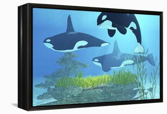 Three Killer Whales Pass over a Reef on a Journey to Find their Next Prey-Stocktrek Images-Framed Stretched Canvas