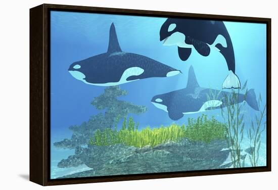 Three Killer Whales Pass over a Reef on a Journey to Find their Next Prey-Stocktrek Images-Framed Stretched Canvas