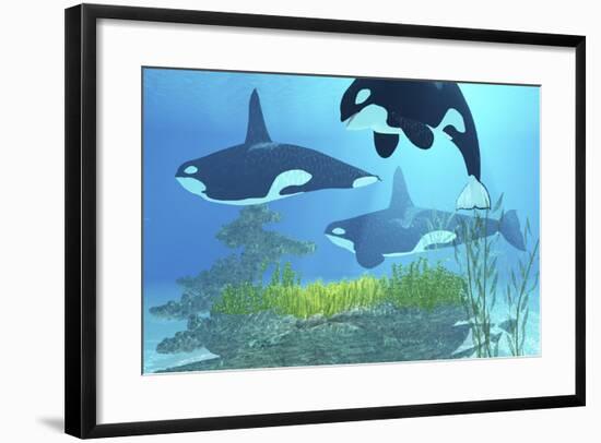 Three Killer Whales Pass over a Reef on a Journey to Find their Next Prey-Stocktrek Images-Framed Art Print