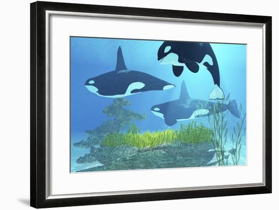 Three Killer Whales Pass over a Reef on a Journey to Find their Next Prey-Stocktrek Images-Framed Art Print