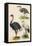 Three Kinds of Bird-null-Framed Stretched Canvas