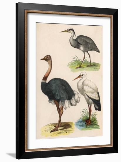 Three Kinds of Bird-null-Framed Art Print