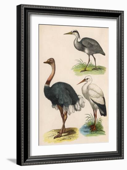 Three Kinds of Bird-null-Framed Art Print