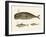 Three Kinds of Whales-null-Framed Giclee Print