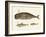 Three Kinds of Whales-null-Framed Giclee Print