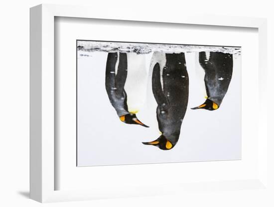 Three King penguins reflections in water, South Georgia-Mark Carwardine-Framed Photographic Print