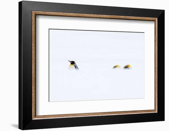 Three King penguins resting in snowy conditions,  South Georgia-Mark Carwardine-Framed Photographic Print