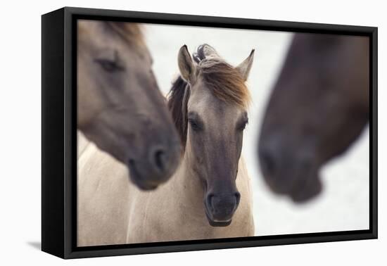 Three Konik Wild Horses (Equus Ferus Caballus). The Netherlands, November-Edwin Giesbers-Framed Premier Image Canvas