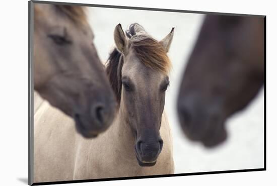 Three Konik Wild Horses (Equus Ferus Caballus). The Netherlands, November-Edwin Giesbers-Mounted Photographic Print