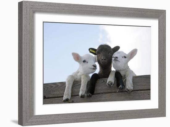 Three Lambs Looking over Fence-null-Framed Photographic Print