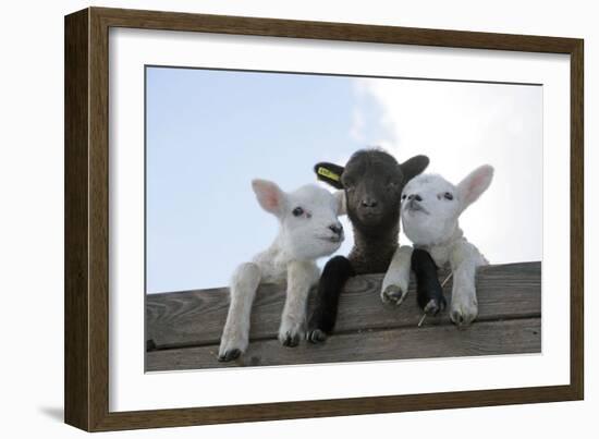 Three Lambs Looking over Fence-null-Framed Photographic Print