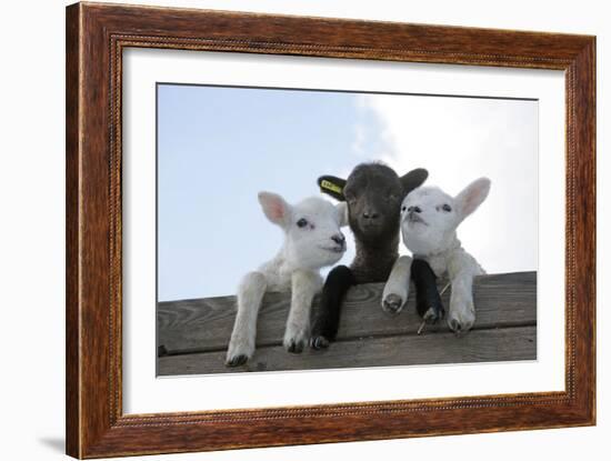 Three Lambs Looking over Fence-null-Framed Photographic Print