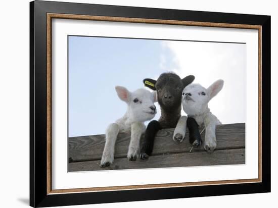 Three Lambs Looking over Fence-null-Framed Photographic Print