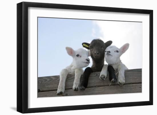 Three Lambs Looking over Fence-null-Framed Photographic Print