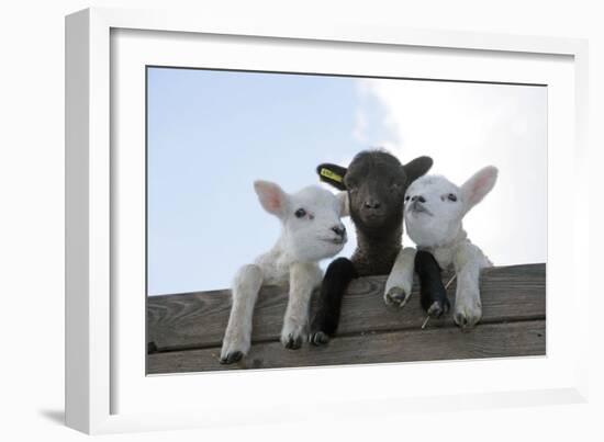 Three Lambs Looking over Fence-null-Framed Photographic Print