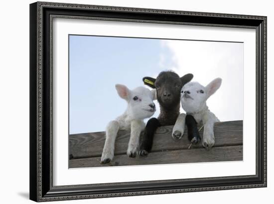 Three Lambs Looking over Fence-null-Framed Photographic Print