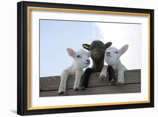 Three Lambs Looking over Fence-null-Framed Photographic Print