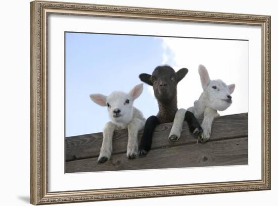 Three Lambs Looking over Fence-null-Framed Photographic Print