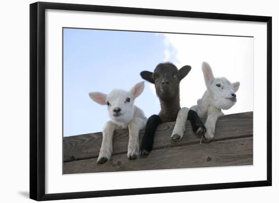 Three Lambs Looking over Fence-null-Framed Photographic Print