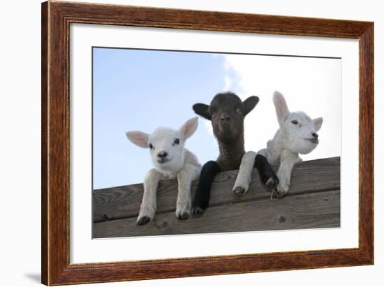 Three Lambs Looking over Fence-null-Framed Photographic Print