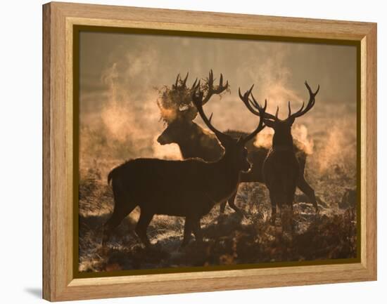 Three Large Deer Stags Bonding in the Early Morning Mists of Richmond Park-Alex Saberi-Framed Premier Image Canvas