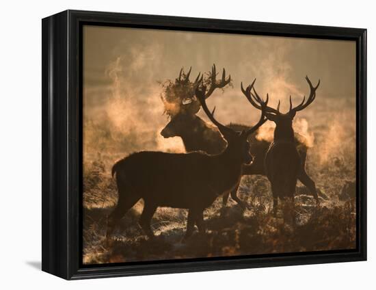 Three Large Deer Stags Bonding in the Early Morning Mists of Richmond Park-Alex Saberi-Framed Premier Image Canvas