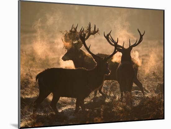 Three Large Deer Stags Bonding in the Early Morning Mists of Richmond Park-Alex Saberi-Mounted Photographic Print
