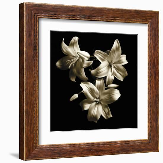 Three Lilies-Michael Harrison-Framed Art Print