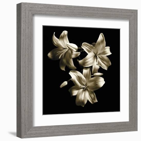 Three Lilies-Michael Harrison-Framed Art Print