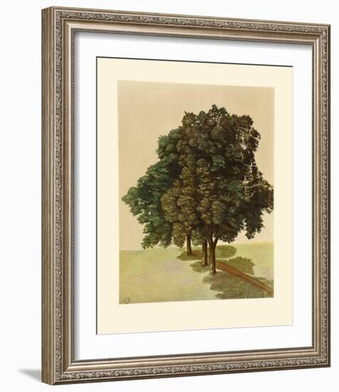 Three Lime Trees-Albrecht Dürer-Framed Collectable Print