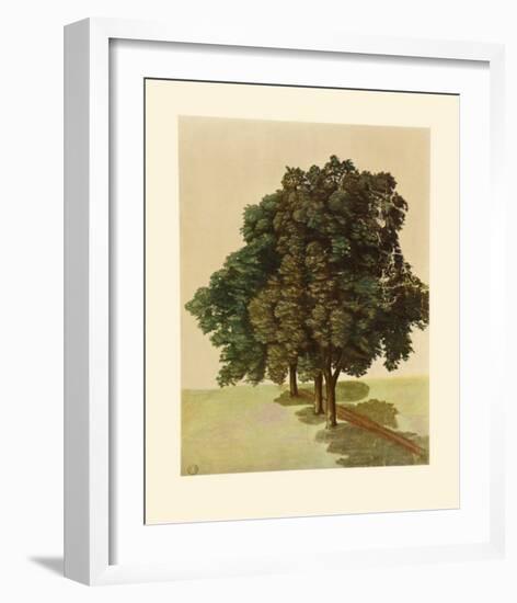 Three Lime Trees-Albrecht Dürer-Framed Collectable Print