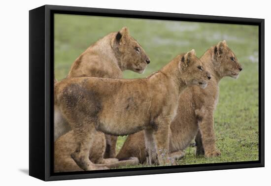 Three Lion Cubs, Ngorongoro Conservation Area, Tanzania-James Heupel-Framed Premier Image Canvas