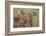 Three Lion Cubs, Ngorongoro Conservation Area, Tanzania-James Heupel-Framed Photographic Print