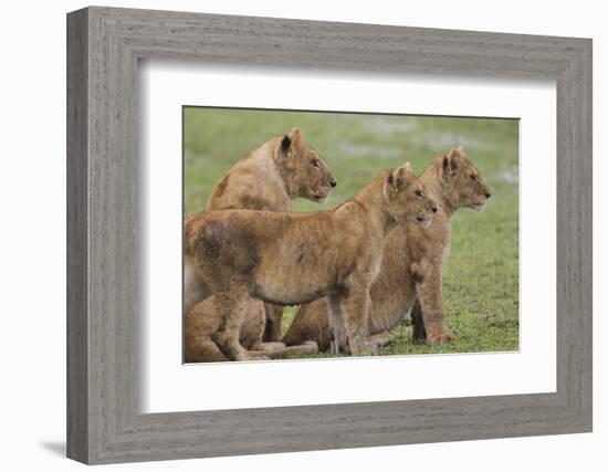 Three Lion Cubs, Ngorongoro Conservation Area, Tanzania-James Heupel-Framed Photographic Print