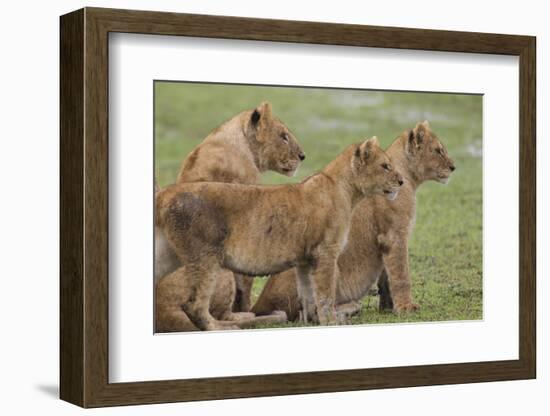 Three Lion Cubs, Ngorongoro Conservation Area, Tanzania-James Heupel-Framed Photographic Print