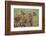 Three Lion Cubs, Ngorongoro Conservation Area, Tanzania-James Heupel-Framed Photographic Print